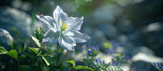Poster - Single aquilegia flower in a garden with copy space image