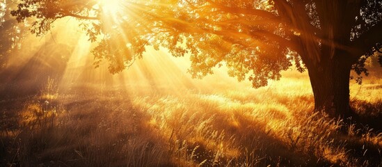Leinwandbilder - Various textured backgrounds with tree shadow silhouettes under bright sunshine perfect for copy space image