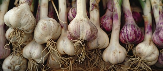 Poster - A vivid image captured featuring fresh garlic bulbs at a market stall displaying a mix of purple and white hues along with their detailed roots against a copy space image