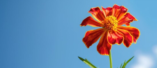 Poster - A marigold blossom with red and yellow hues set against a blue sky background for a striking copy space image