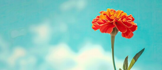 Canvas Print - A marigold blossom with red and yellow hues set against a blue sky background for a striking copy space image