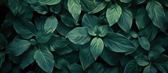 Poster - Nature s dark green leaves in a garden ideal for a soothing backdrop or a refreshing greenery themed copy space image