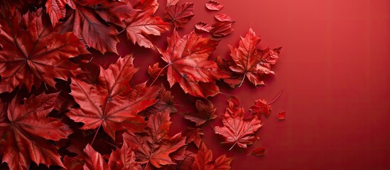 Aufkleber - Maple leaves adorned on a red background with copy space image