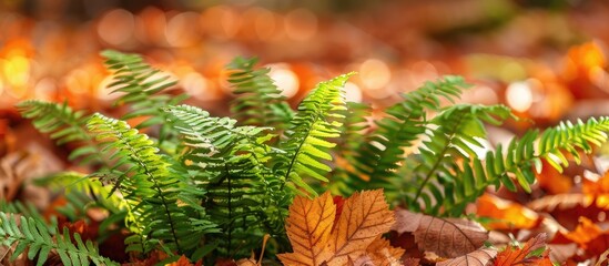 Leinwandbilder - Autumn nature s floral background showcases green fern leaves against a backdrop of fallen leaves in the forest with copy space image available