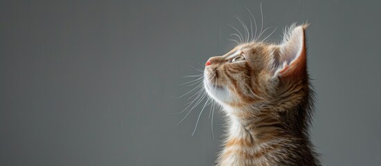Poster - Ginger tabby kitten gazes upwards on a grey backdrop in a charming pet portrait with a humorous and beautiful pose Includes copy space image