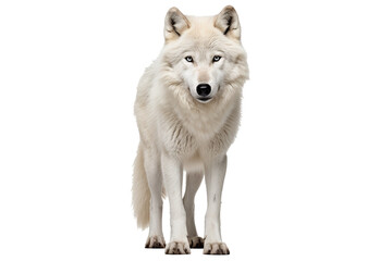 arctic wolf png on transparent background ideal for wildlife designs, arctic-themed projects, and na
