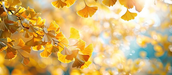 Wall Mural - Ginkgo biloba also known as the maidenhair tree in autumn with beautiful leaves perfect for a copy space image