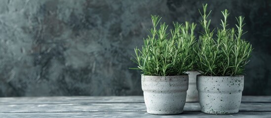 Wall Mural - Aromatic rosemary plants in pots on a gray wooden table with copy space image available