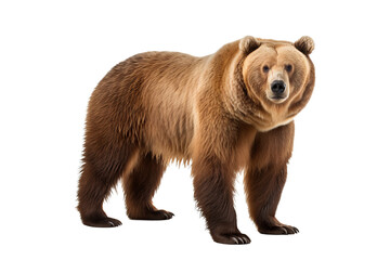 Wall Mural - grizzly bear standing in majestic pose isolated on transparent background for wildlife design and na