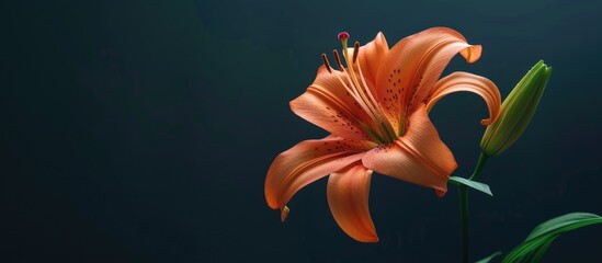 Poster - Lilium orange a stunning garden flower with vibrant petals perfect for adding color to any landscape with its captivating beauty and alluring charm copy space image