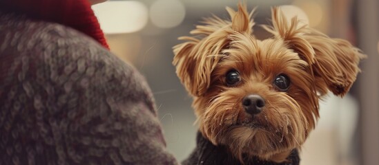 Poster - In grooming salon a tiny adorable dog gazes over a caregiver s shoulder in a close up portrait leaving room for copy space image