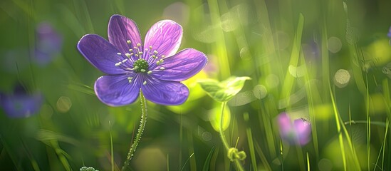Fototapete - A vibrant purple wildflower in full bloom is showcased in a close up image with a blurred green grass background highlighting its delicate petals and complex stamens. Creative banner. Copyspace image