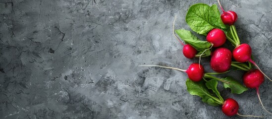 Poster - Radishes from a fresh organic farm displayed on a textured gray background with copy space image