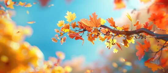 Poster - An autumn hued maple tree branch stands alone against a sunny blue sky backdrop with a blurred background of bright yellow and orange fall leaves perfect for a copy space image