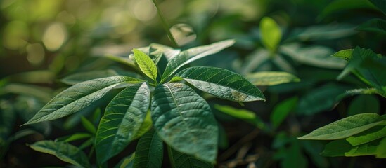 Poster - Afternoon close up of cassava plant shoots in the garden with copy space image