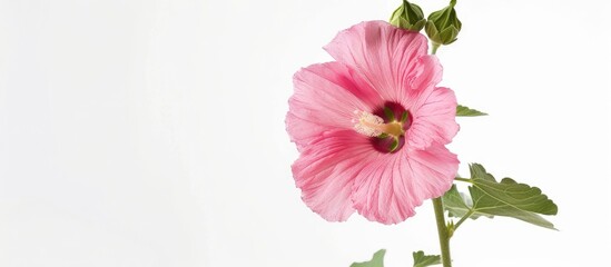 Poster - A solitary pink hollyhock set against a white background with copy space image