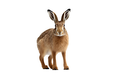 Wall Mural - realistic png of a rabbit in mid-hop with a transparent background, perfect for digital designs and 
