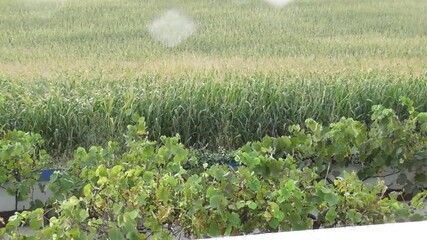 Wall Mural - corn fields in the thunderstorm