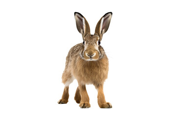 Wall Mural - realistic png of a rabbit in mid-hop with a transparent background, perfect for digital designs and 