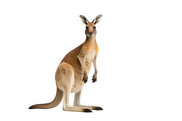 Wall Mural - kangaroo png with a transparent background for use in digital designs, presentations, and creative p