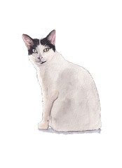 cute illustration watercolor cat portrait hand draw