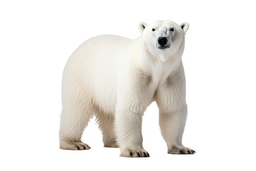 high-resolution polar bear isolated on transparent background for wildlife illustrations and arctic 