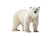 © Ameer - High-resolution polar bear isolated on transparent background for wildlife illustrations and arctic animal design projects featuring majestic and powerful ice habitat creatures