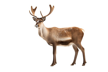 Wall Mural - high-resolution peary caribou isolated on transparent background for wildlife conservation designs, 