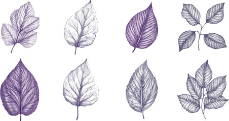 Wall Mural - A set of vector drawings with various leaves in purple and gray tones on a white background