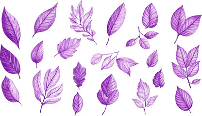 Wall Mural - A set of vector drawings with various leaves in purple and gray tones on a white background