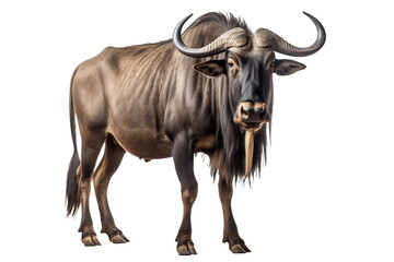 Wall Mural - high-resolution wildebeest isolated on transparent background, perfect for wildlife-themed design pr