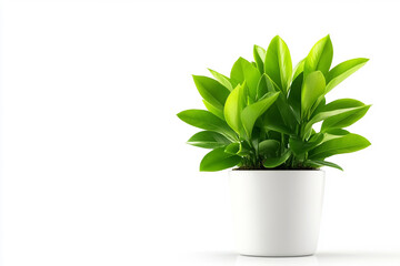 A vibrant green plant in a sleek white pot, adding a touch of nature to any indoor space with its lush, healthy leaves.