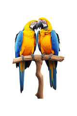 Two blue and yellow macaws perched on branch, heads touching. Suitable for nature, wildlife, or bird related designs and content