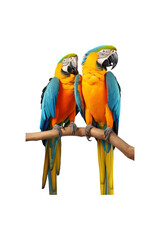 Two blue and yellow macaws perched on branch, heads touching. Suitable for nature, wildlife, or bird related designs and content