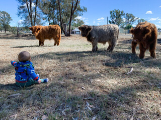 cows in a field