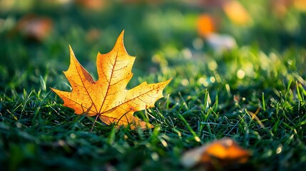 Poster - One dry yellow maple leaf on green grass background closeup Autumn season landscape detail Bright fall nature colors Warm sunny weather forecast Lush lawn Low side view angle Beauty in : Generative AI