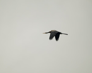 lone oriental darter in flight against a grey sky