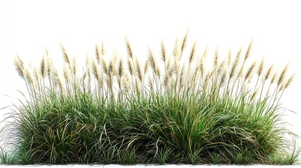 Bush of blooming ornamental grass isolated on white background : Generative AI