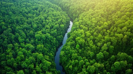 Wall Mural - Aerial a dense forest with a winding river cutting through the greenery, sunlight casting long shadows from the tall trees