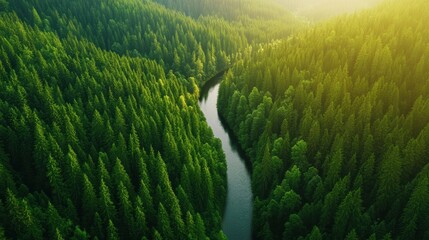 Wall Mural - Aerial a dense forest with a winding river cutting through the greenery, sunlight casting long shadows from the tall trees