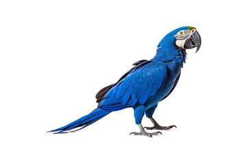 Wall Mural - Blue macaw facing left on white background, perfect for wildlife conservation posters, tropical themed designs, or nature related projects