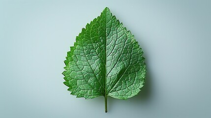 Canvas Print - Single Green Leaf on Light Background