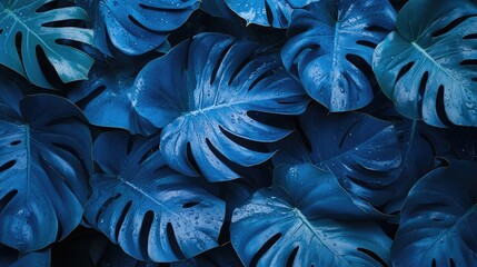 Blue monstera leaves background. Perfect for design projects needing tropical or nature themes.