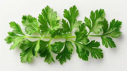 Wall Mural - Fresh Parsley Sprig on White Background