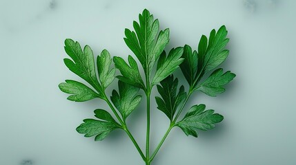 Wall Mural - Parsley Sprig on a Light Blue Background