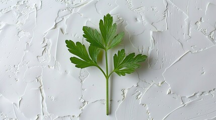 Sticker - A Single Parsley Sprig on a White Background