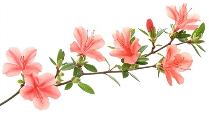 Wall Mural - A delicate branch of pink flowers with green leaves, isolated on a white background.