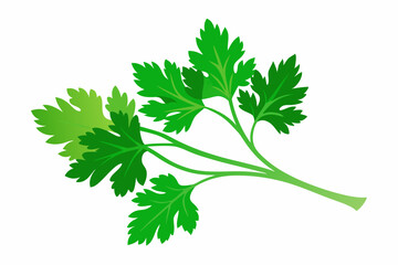 Sticker - Fresh parsley herb isolated on white