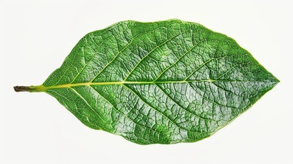 Wall Mural - Green Leaf on White Background