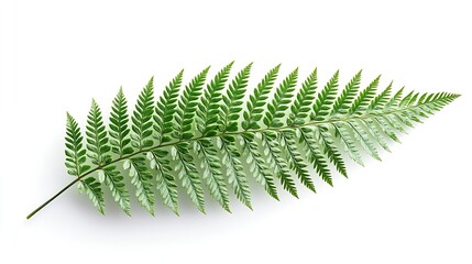 Wall Mural - Fern leaf Sear fern isolated on white background with clipping path : Generative AI